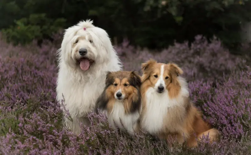 Nguồn gốc của chó Polish Lowland Sheepdog