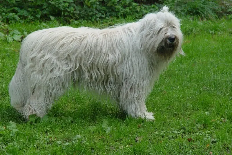 Đặc điểm của chó Polish Lowland Sheepdog 1