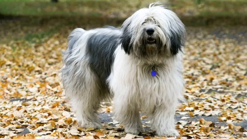 Đặc điểm của chó Polish Lowland Sheepdog 2