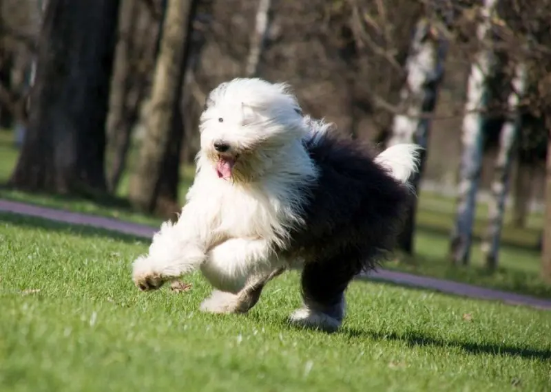 Cách chăm sóc chó Polish Lowland Sheepdog 2