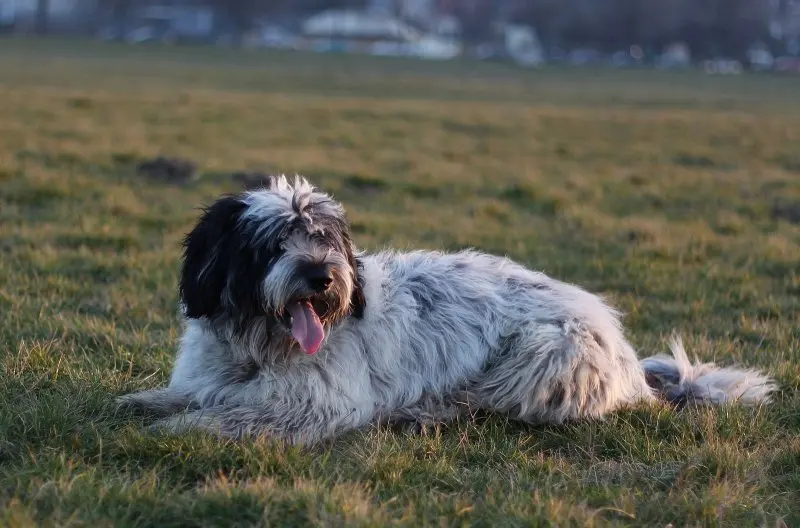 Giá bán chó Polish Lowland Sheepdog