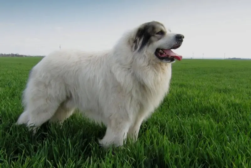 Hình ảnh chó Polish Lowland Sheepdog dễ thương 1