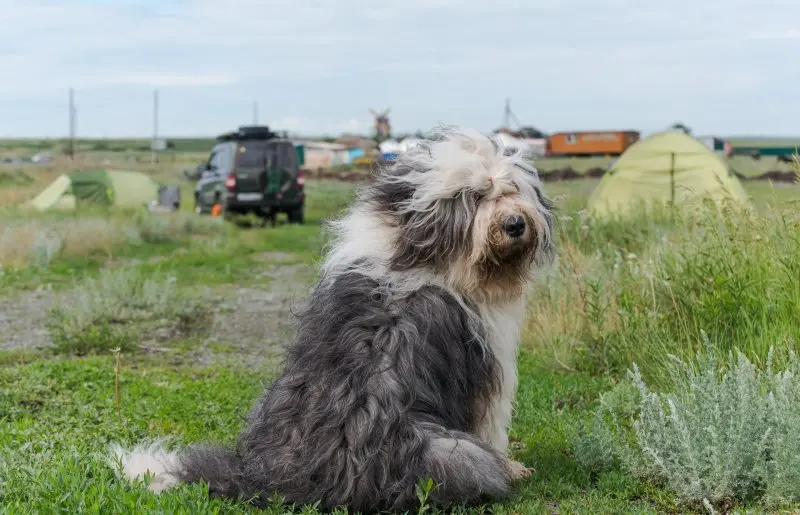 Hình ảnh chó Polish Lowland Sheepdog dễ thương 2