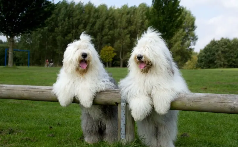 Hình ảnh chó Polish Lowland Sheepdog dễ thương 3