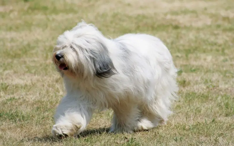 Hình ảnh chó Polish Lowland Sheepdog dễ thương 4