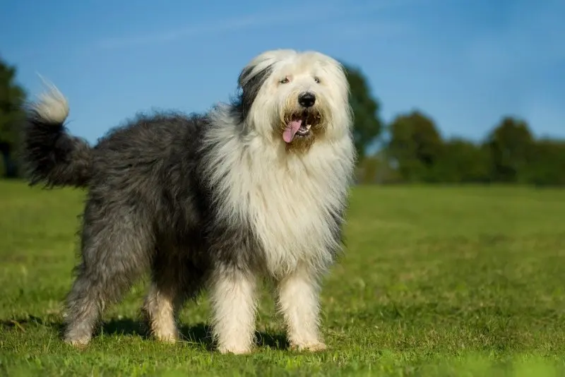 Hình ảnh chó Polish Lowland Sheepdog dễ thương 5