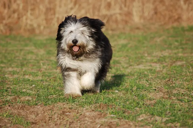 Hình ảnh chó Polish Lowland Sheepdog dễ thương 6