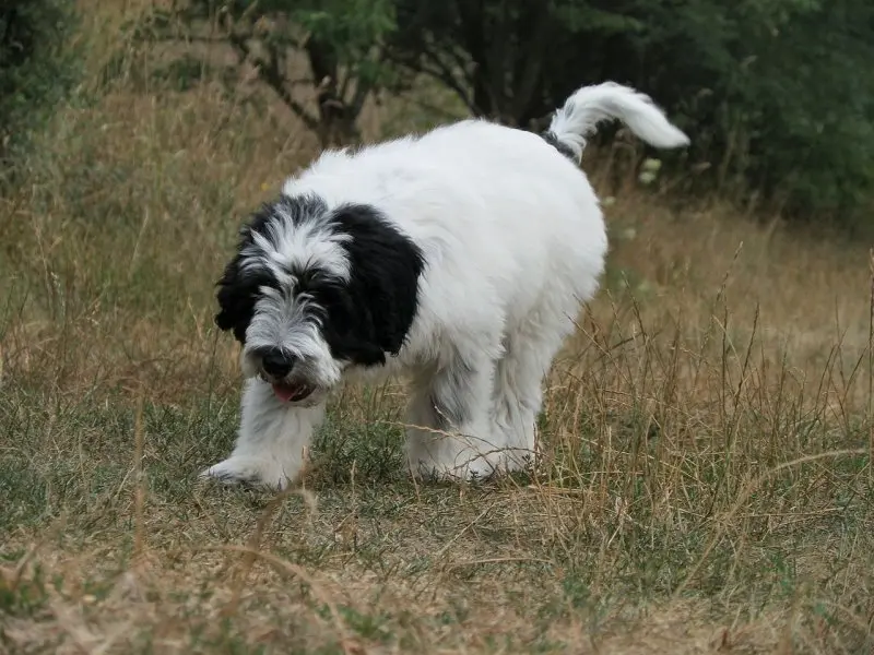 Hình ảnh chó Polish Lowland Sheepdog dễ thương 7