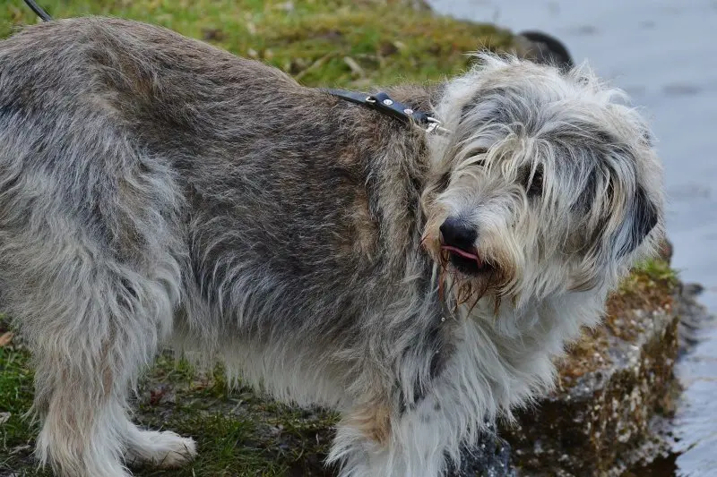 Hình ảnh chó Polish Lowland Sheepdog dễ thương 9