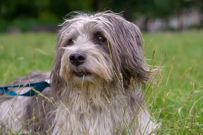 Hình ảnh chó Polish Lowland Sheepdog dễ thương 10