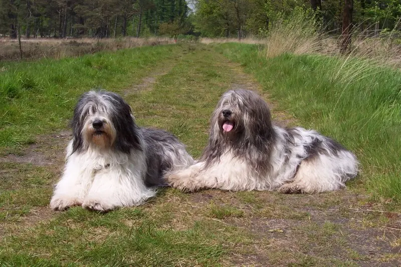 Hình ảnh chó Polish Lowland Sheepdog dễ thương 11