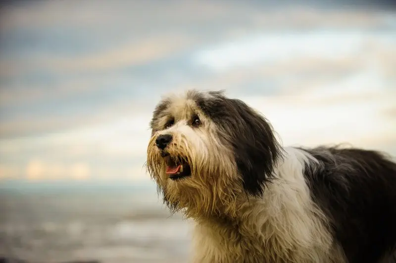 Hình ảnh chó Polish Lowland Sheepdog dễ thương 12