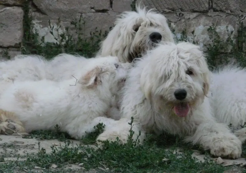 Hình ảnh chó Polish Lowland Sheepdog dễ thương 14