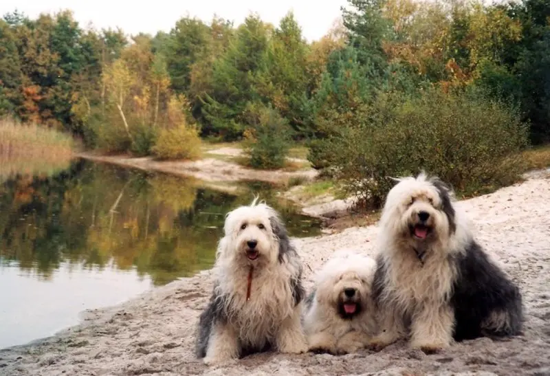 Hình ảnh chó Polish Lowland Sheepdog dễ thương 15