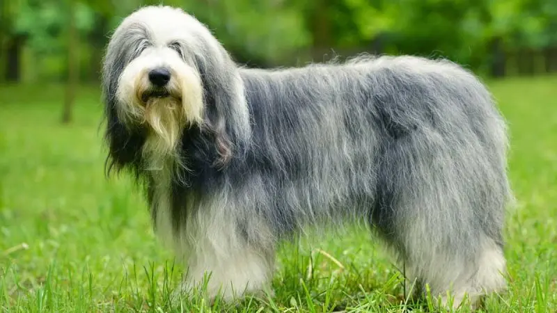 Hình ảnh chó Polish Lowland Sheepdog dễ thương 16