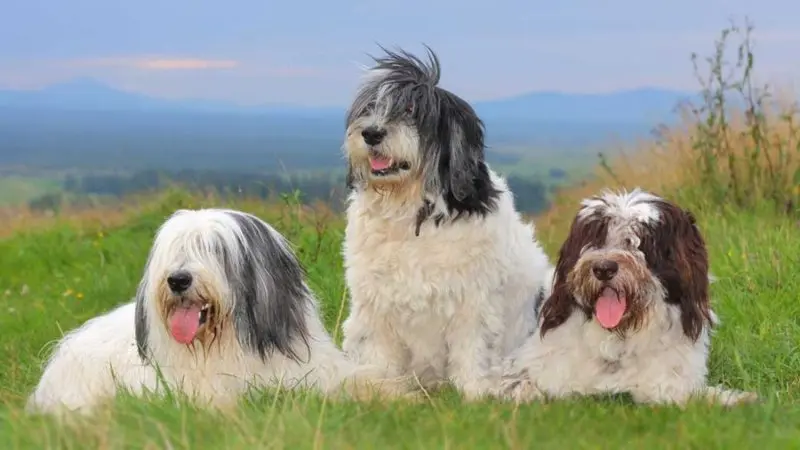 Hình ảnh chó Polish Lowland Sheepdog dễ thương 18