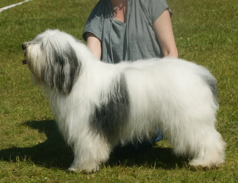 Hình ảnh chó Polish Lowland Sheepdog dễ thương 19