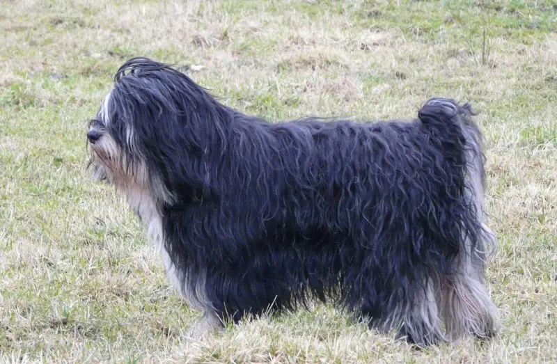 Hình ảnh chó Polish Lowland Sheepdog dễ thương 20