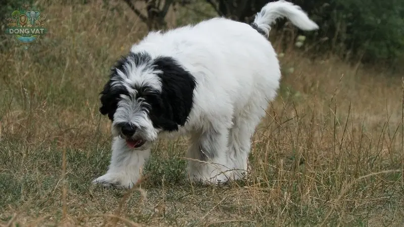 Chó Polish Lowland Sheepdog có nguồn gốc từ đâu? Đặc điểm nổi bật