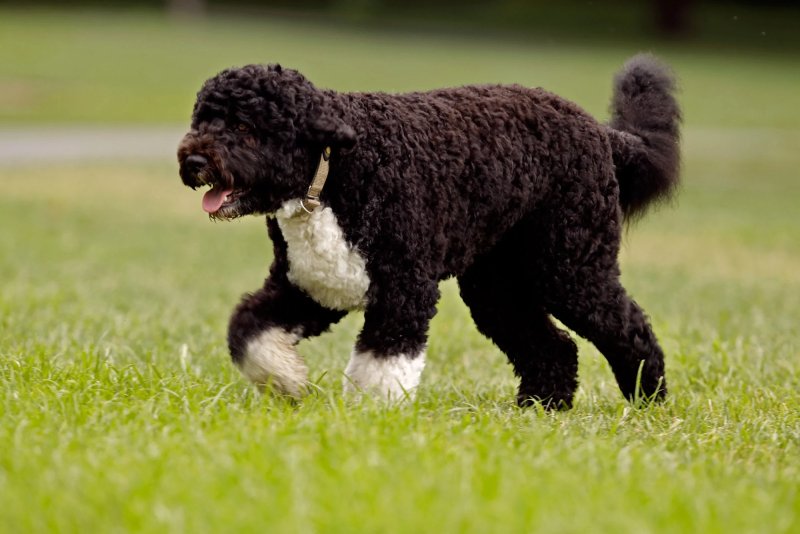 Đặc điểm của chó Portuguese Water Dog 1