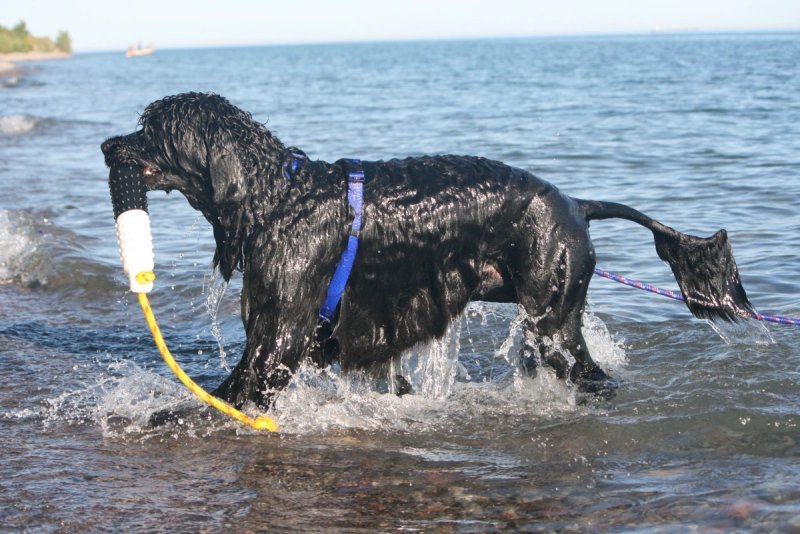 Cách chăm sóc chó Portuguese Water Dog 2