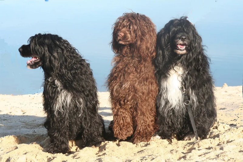 Một số hình ảnh chó Portuguese Water Dog 1