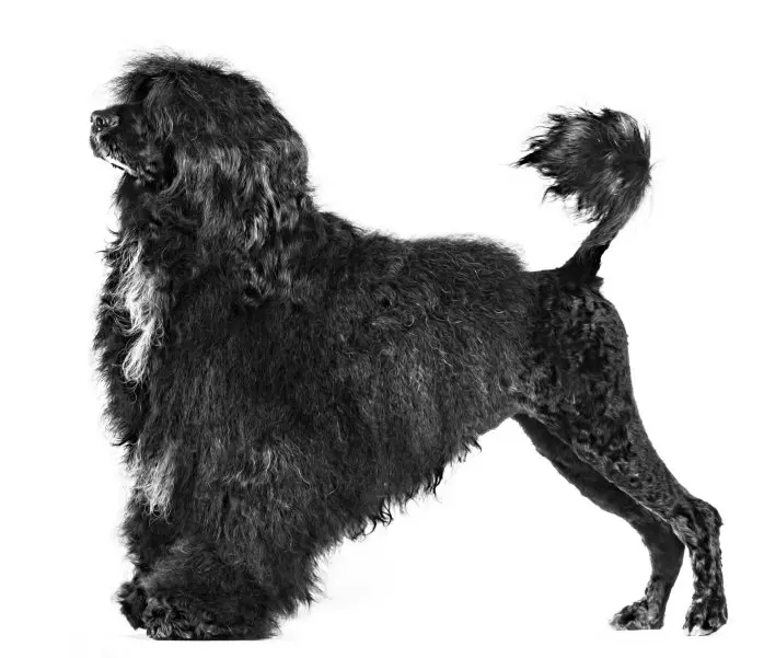 Một số hình ảnh chó Portuguese Water Dog 3