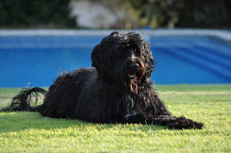 Một số hình ảnh chó Portuguese Water Dog 4