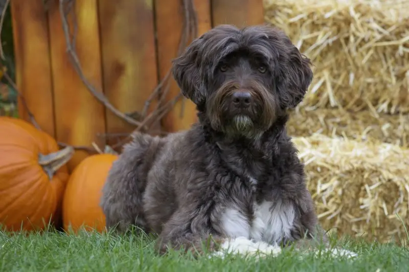 Một số hình ảnh chó Portuguese Water Dog 5