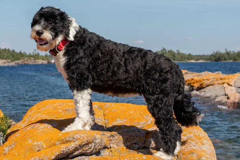 Một số hình ảnh chó Portuguese Water Dog 6