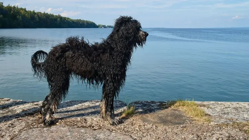 Một số hình ảnh chó Portuguese Water Dog 7