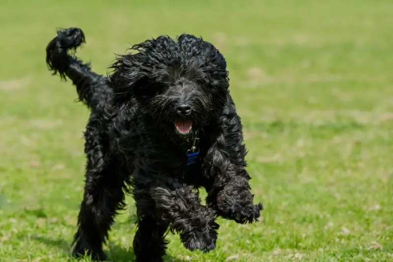 Một số hình ảnh chó Portuguese Water Dog 8