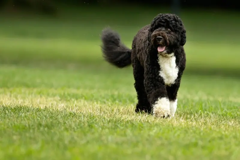 Một số hình ảnh chó Portuguese Water Dog 9