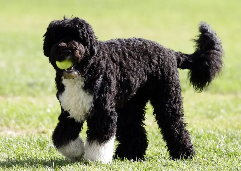 Một số hình ảnh chó Portuguese Water Dog 10