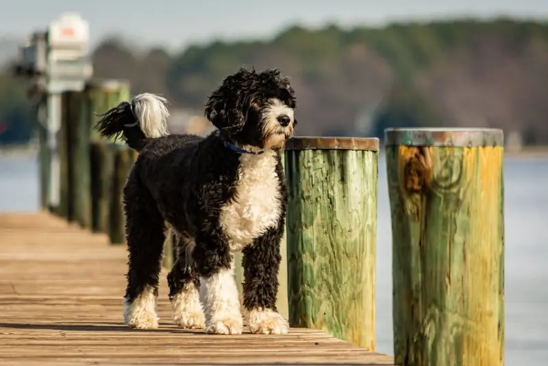 Một số hình ảnh chó Portuguese Water Dog 11