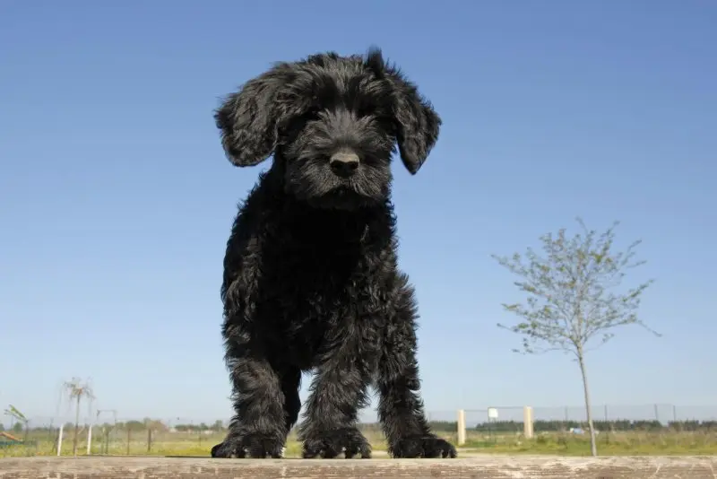 Một số hình ảnh chó Portuguese Water Dog 12