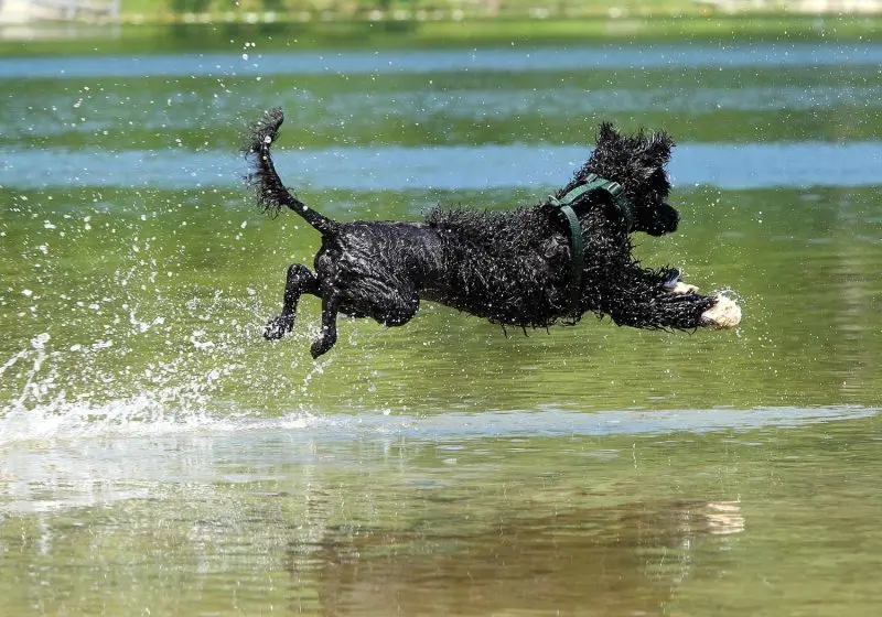 Một số hình ảnh chó Portuguese Water Dog 13