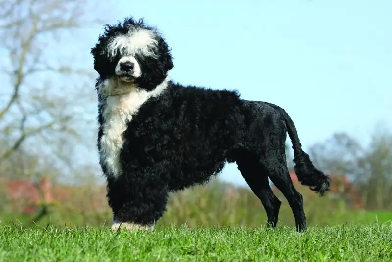 Một số hình ảnh chó Portuguese Water Dog 14