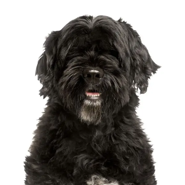 Một số hình ảnh chó Portuguese Water Dog 15