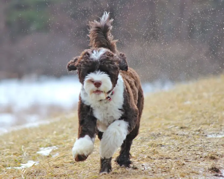 Một số hình ảnh chó Portuguese Water Dog 17