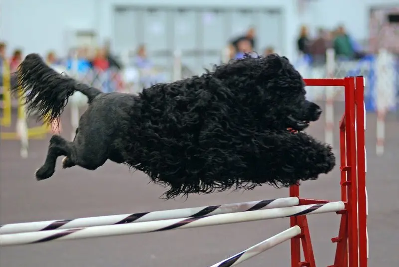 Một số hình ảnh chó Portuguese Water Dog 18