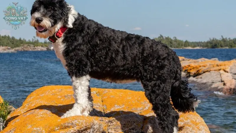 Nguồn gốc chó Portuguese Water Dog