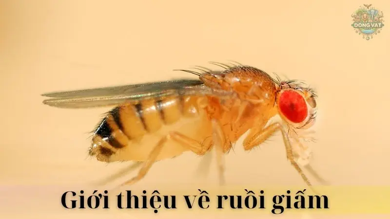 Ruồi giấm 02