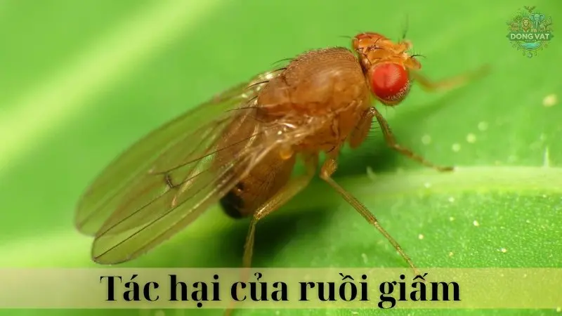 Ruồi giấm 04