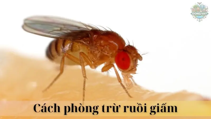 Ruồi giấm 05