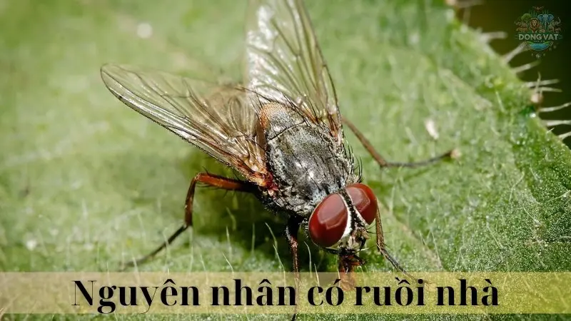 Ruồi nhà 04