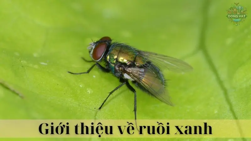 Ruồi xanh 02