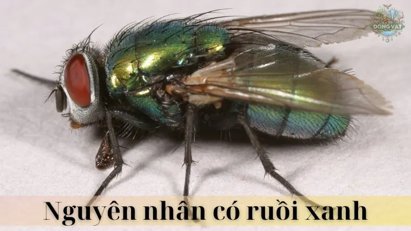 Ruồi xanh 03