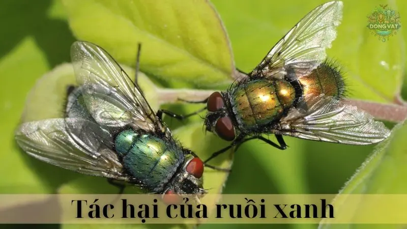 Ruồi xanh 04