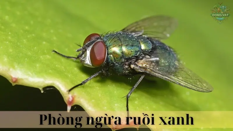 Ruồi xanh 06